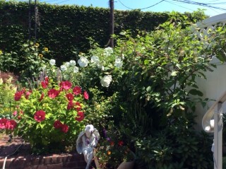 Phytolacca growing in garden