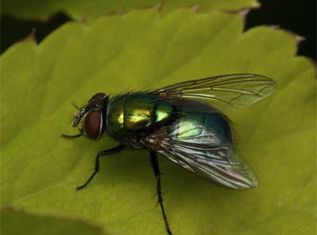 Housefly