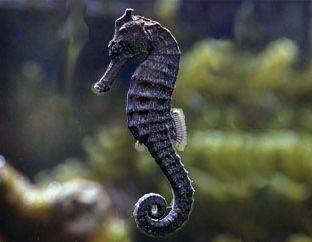 Seahorse